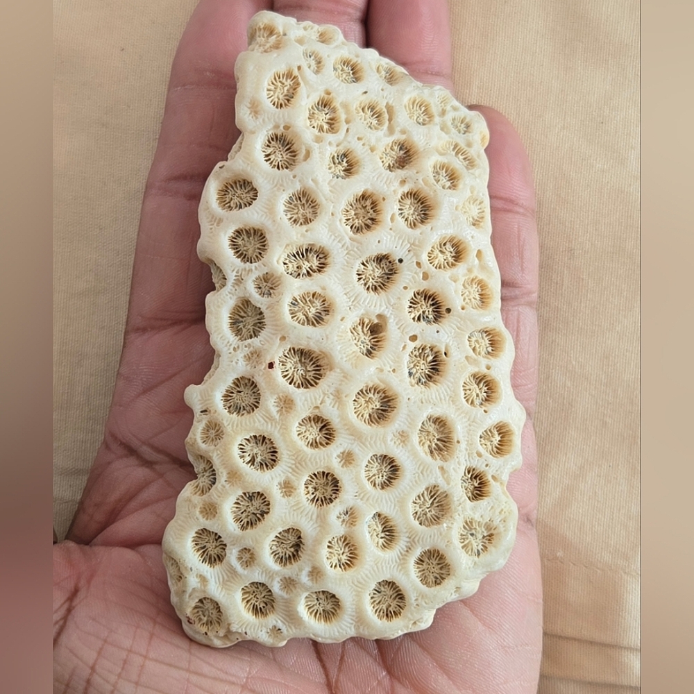 Vintage Coral Specimen Fossil